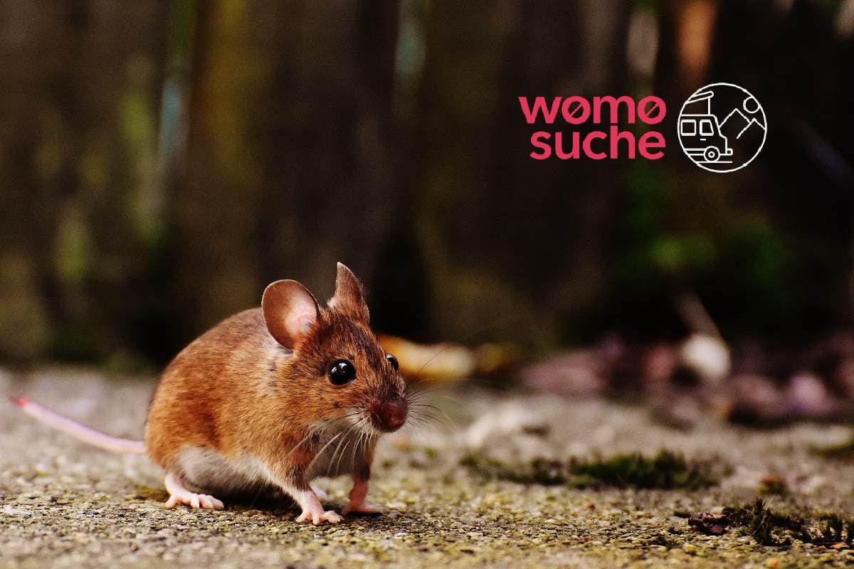 Wie kann man Mäuse vertreiben? - So schützt Ihr Euer Wohnmobil